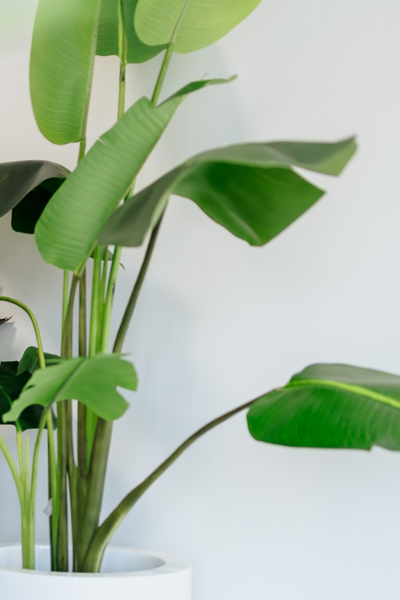 SIL136843 (1) SIL136843 1