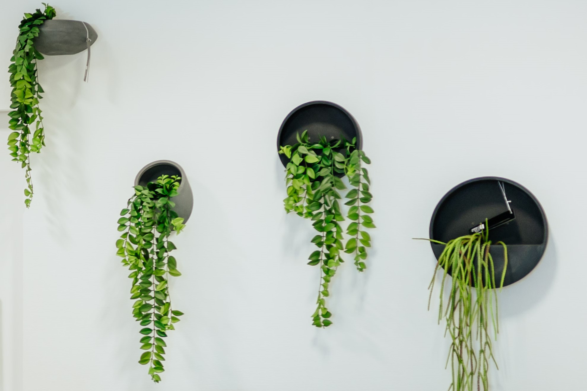 SIL139262 (1) SIL139262 1