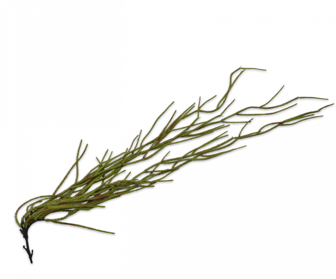 SIL139271 (1) SIL139271 1