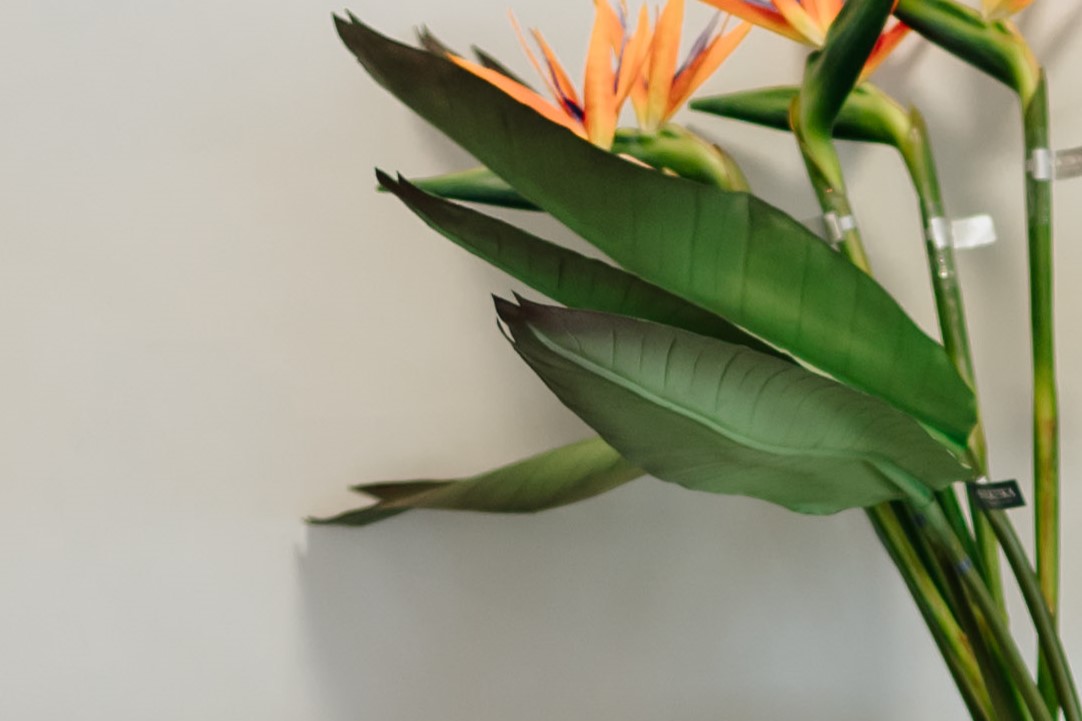 SIL133389 (1) SIL133389 1